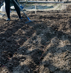 Woman rakes the soil to cover the paltend seeds - groing plants in the garden - produce food at...