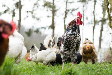 bunter Hahn passt auf seine Hennen auf