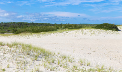 Grasses growing on sand dunes of Assateague Island on the Eastern Shore