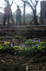 Purple violet blossoming in the garden - in the background women planting seeds - spring scene