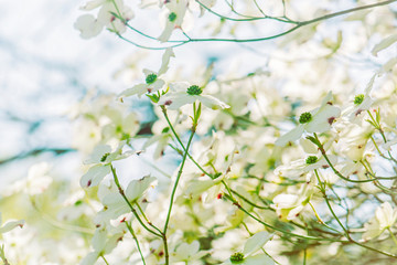 Flowering dogwood - Cornus florida, springtime