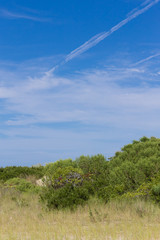 Grasses growing on sand dunes of Assateague Island on the Eastern Shore