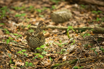 Inconspicuous hazel grouse, tetrastes bonasia, standing on dry leafs in summer forest with green vegetation growing around. Front view of a shy bird. Concept of mimicry.