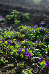 Purple violet blossoming in the garden - spring scene
