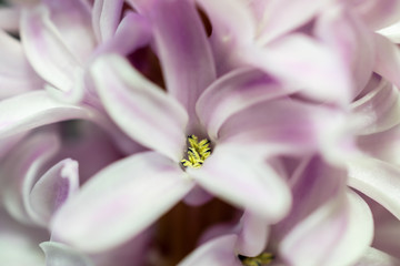 Hyacinthus orientalis, Dutch hyacinth pink blooming flowers bouquet close up on black background