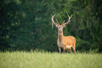 Attentive red deer, cervus elaphus, stag standing on a green meadow with velvet hanging from antlers in summer. Alert male animal looking to camera in natural environment from front view.