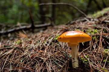 An Orange and red mushroom, green moss and drie brown pine trees needles at background into forest. This mushroom is knowed as Amanita parcivolvata and its poisonus