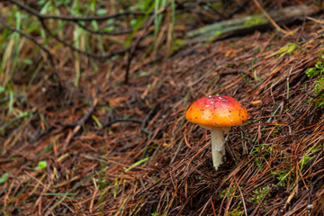 A Lonely Orange and red mushroom, green moss and drie brown pine trees needles at background into forest. This mushroom is knowed as Amanita parcivolvata and its poisonus