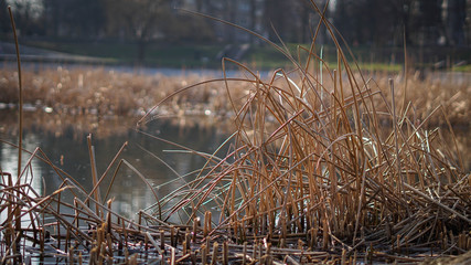 dry reeds by the lake