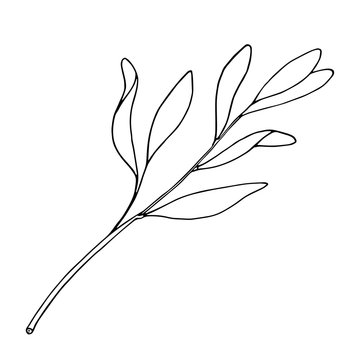 Tea tree leaf outline vector illustration. Hand drawn botanical doodle sketch of Melaleuca alternifolia. Black and white medicinal plant. Herb for cosmetics, package, essential oil