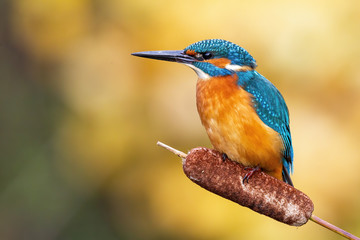 Cute male common kingfisher, alcedo atthis, sitting on bulrush flower in spring at sunrise. Small...