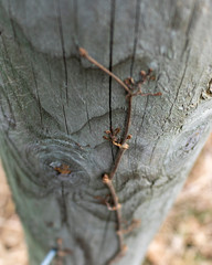 Vine growing up a Fence Post