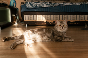 british tabby cat with sandy eyes lies on the floor basking in the sun
