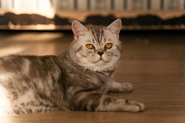 Fototapeta premium british tabby cat with sore sandy eyes