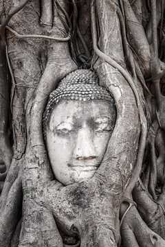 A serene stone face wrapped by a trunk in the forests of Thailand