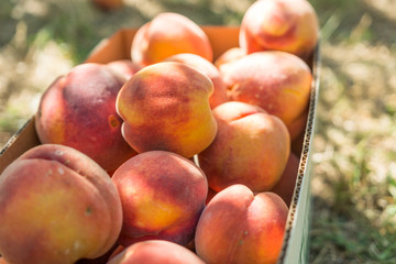 Summer time peach picking