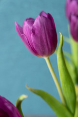 Pink tulip on blue background