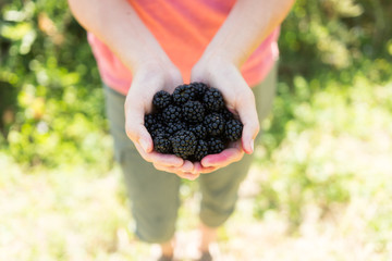 Summer time blackberry picking