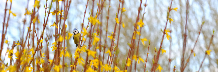 Proud bluetit/nun in the branches of a forsythia with yellow blossoms in spring with vibrant colors 