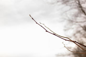 Tree Branch in Early Spring with Closed Buds