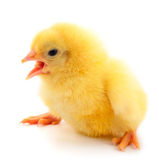 Little chicken isolated.