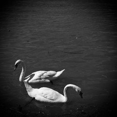 Black and white photography of two gorgeous white swans on Danube river 