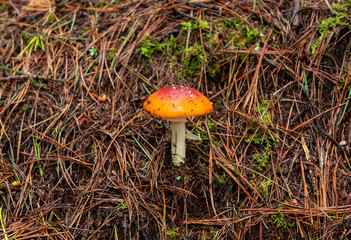 An Orange and red mushroom with little white spots, green moss and drie brown pine trees needles at background This mushroom is knowed as Amanita parcivolvata and its poisonus