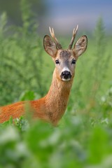 Alert roe deer, capreolus capreolus, buck looking through tall vegetation on green meadow in summer. Vertical close-up of attentive male mammal with antlers on a field in countryside.