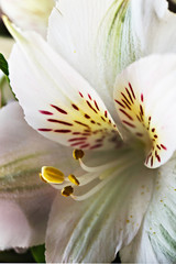 Close-up of a white astromeria flower. Spring. Macro.