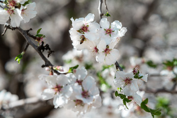 blooming almond tree white flowers