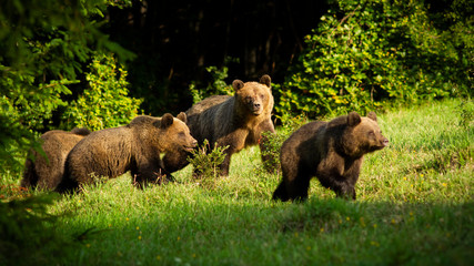 brown bear, ursus arctos, family with dangerous mother and young cubs approaching in spring at sunset. Group of wild mammal with fur walking on fresh green glade on sunny day.