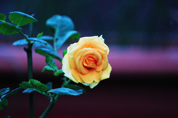 yellow rose