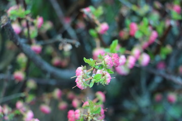 bunte blumen
