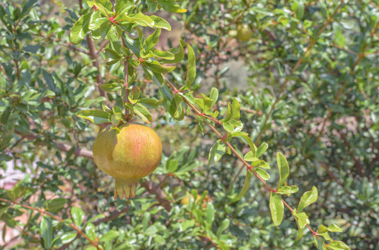 Pomegranate at the end of July. Healthy fruit with many antioxidants, in process of maduration. Summer season.