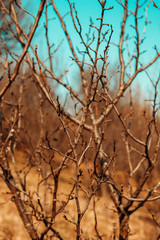 Tree branches with the landscape in the background