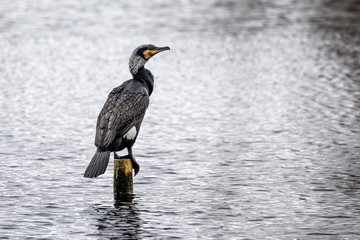 Close up of Cormoraant on post in middle of lake in Somerset, UK