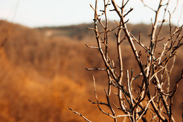 Tree branches with the landscape in the background