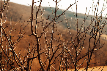 Tree branches with the landscape in the background