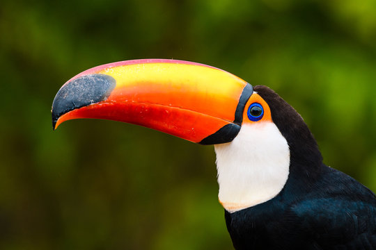 toco toucan portrait 