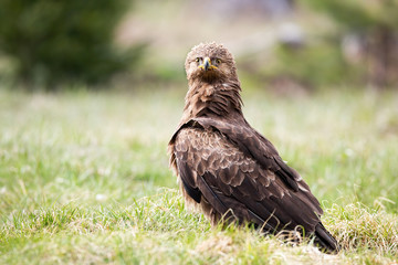 Aggressive lesser spotted eagle, clanga pomarina, sitting on the ground of meadow with green grass and looking intensely into camera. Fierce bird of prey in natural environment in spring springtime.