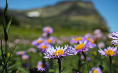 Mountain's Wild Flowers
