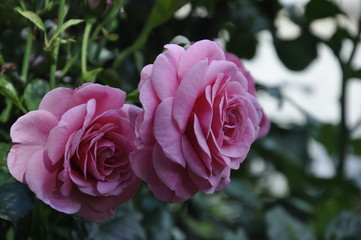 Pink roses photo. Macro mode