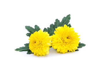 yellow chrysanthemum isolated on white background