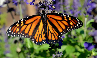 A female Monarch butterfly with stunning orange and black wings feeds on blue salvia. (Danaus...