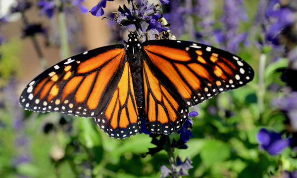 A female Monarch butterfly with stunning orange and black wings feeds on blue salvia. (Danaus plexippus) Closeup.
