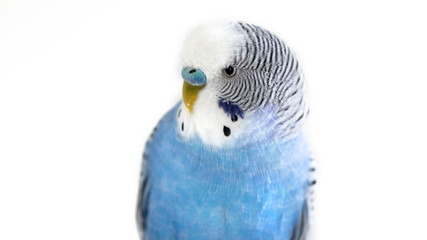 Melopsittacus undulatus. Portrait of blue wavy parrot.