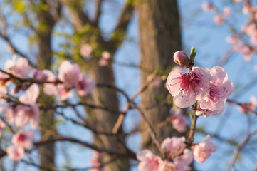 Fototapeta na wymiar Peach blossom on a tree, blue sky