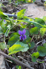 A single violet among the green leaves