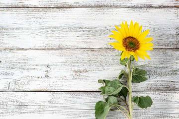 Single autumnal sunflower on white wooden table with copy space