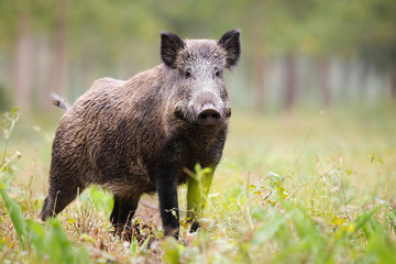 Alert wild boar, sus scrofa, looking into camera on green glade in summer. Attentive wild mammal with brown and back fur listening on meadow from side view. Animal in nature with copy space